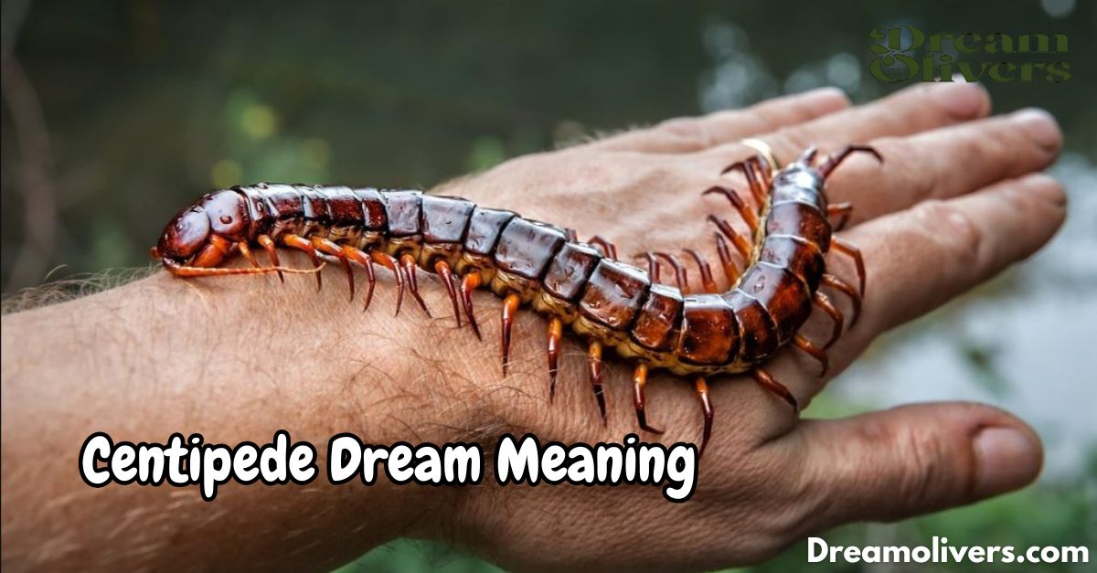 Centipede Dream Meaning Unraveling the Hidden Messages in Your Dreams