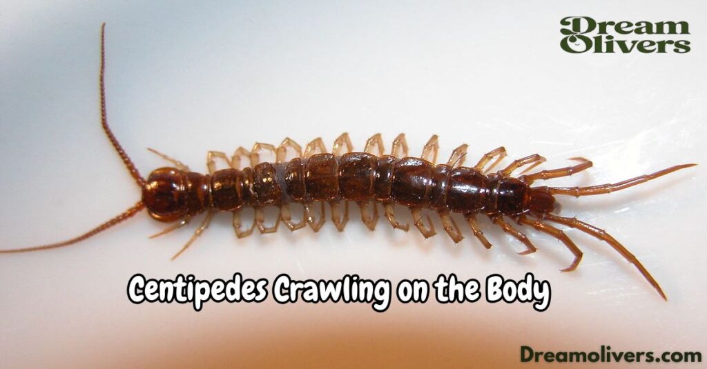 Centipedes Crawling on the Body