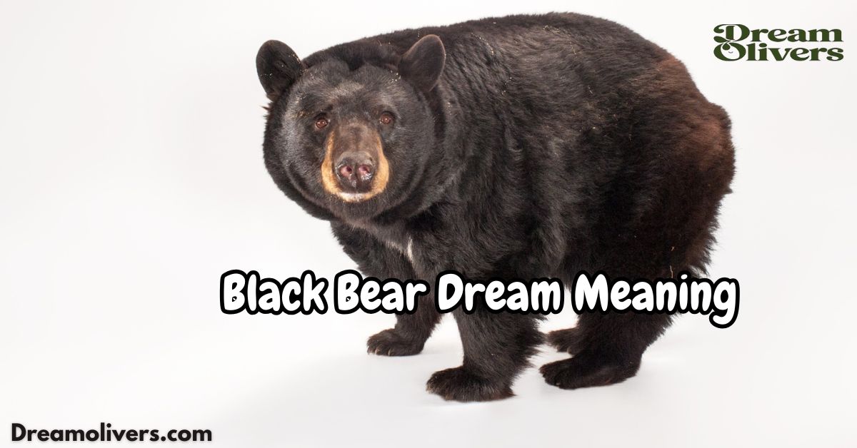 Black Bear Dream Meaning