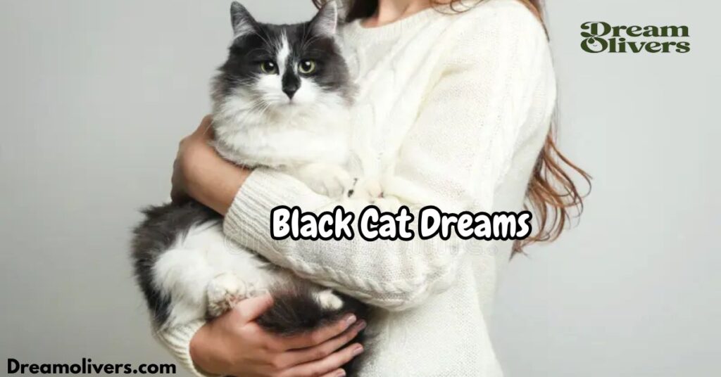 Black Cat Dreams