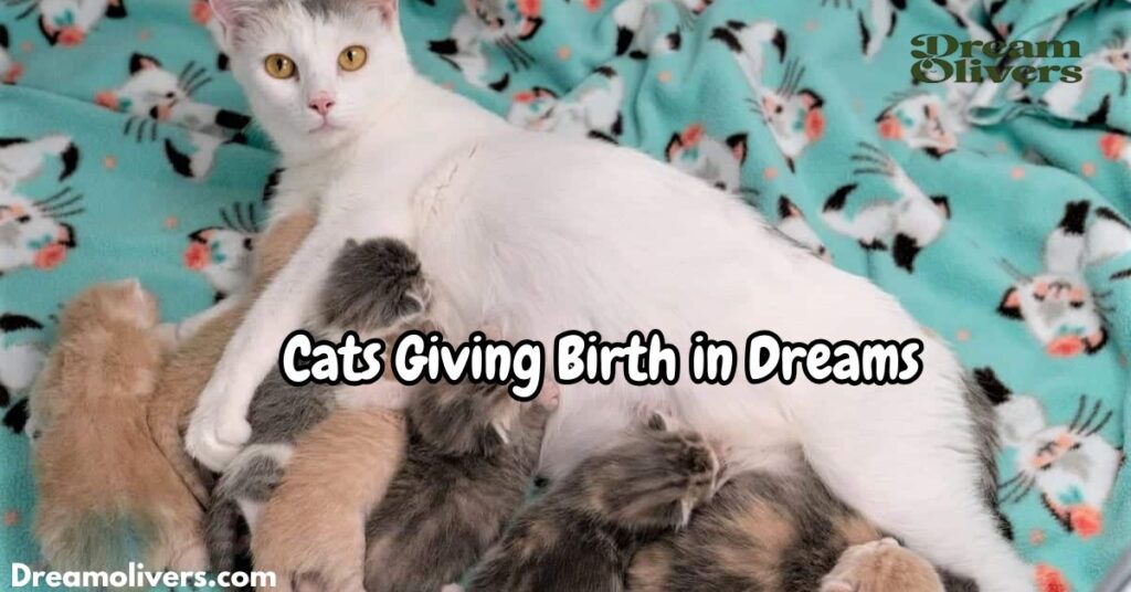 Cats Giving Birth in Dreams