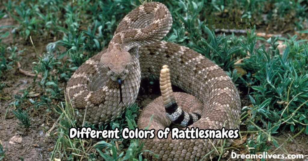 Different Colors of Rattlesnakes