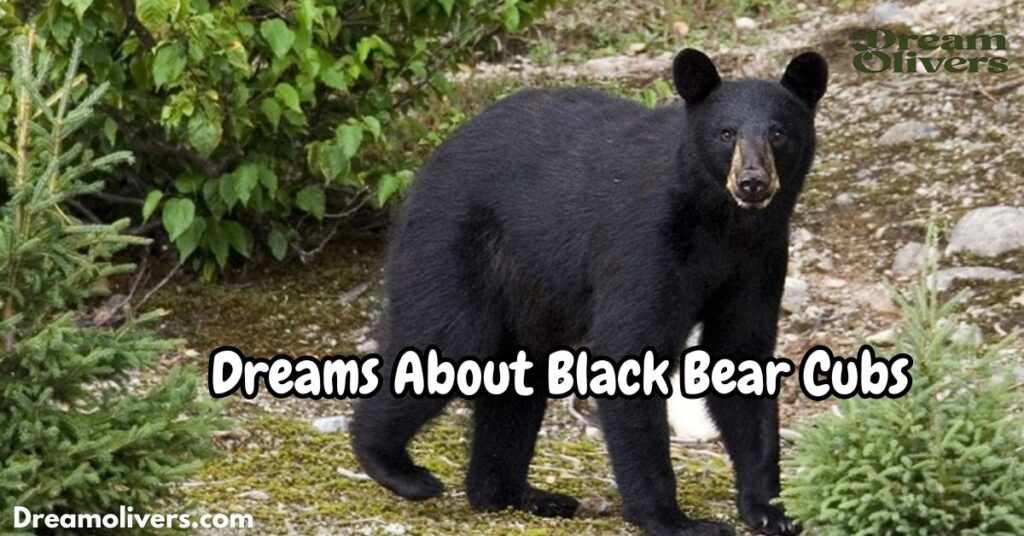 Dreams About Black Bear Cubs