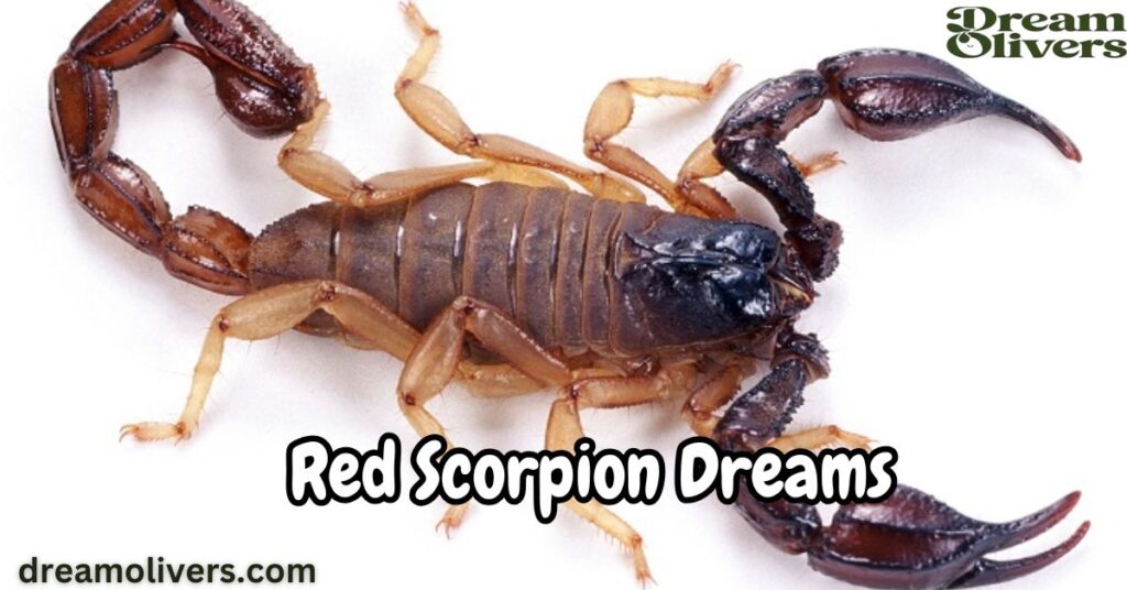 Red Scorpion Dreams