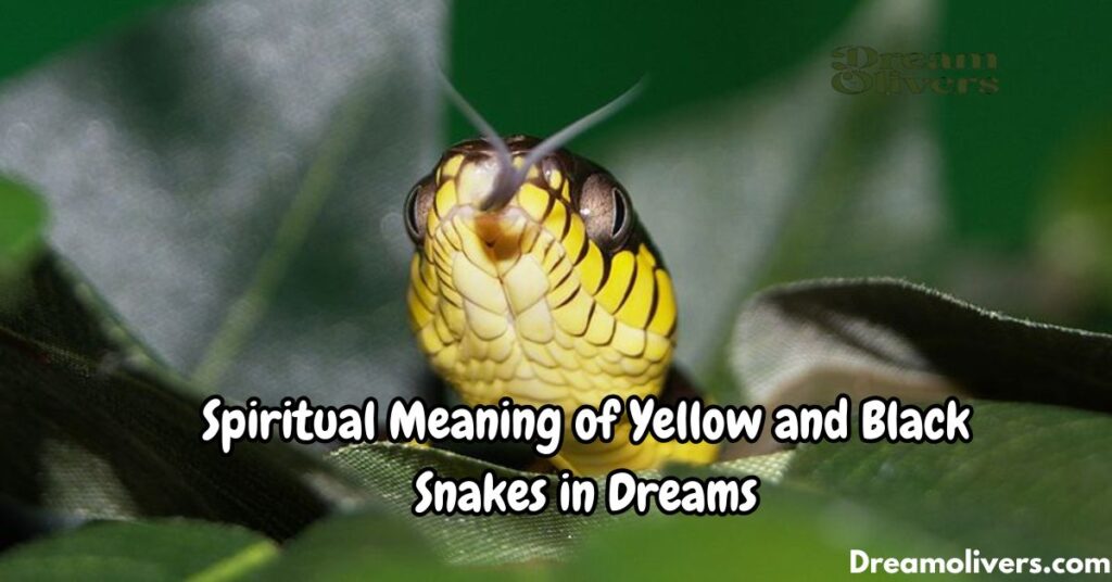 Spiritual Meaning of Yellow and Black Snakes in Dreams