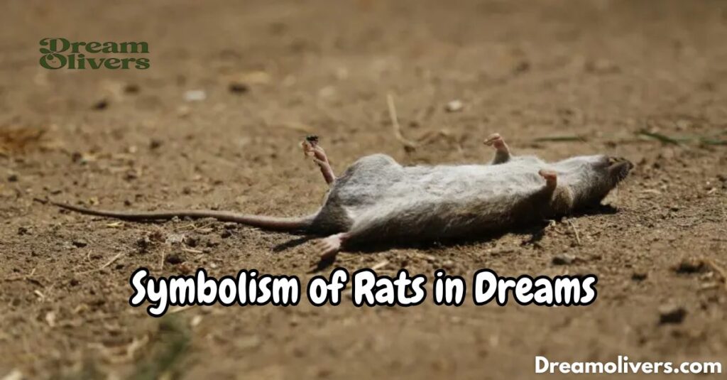 Symbolism of Rats in Dreams More Than Just Pests