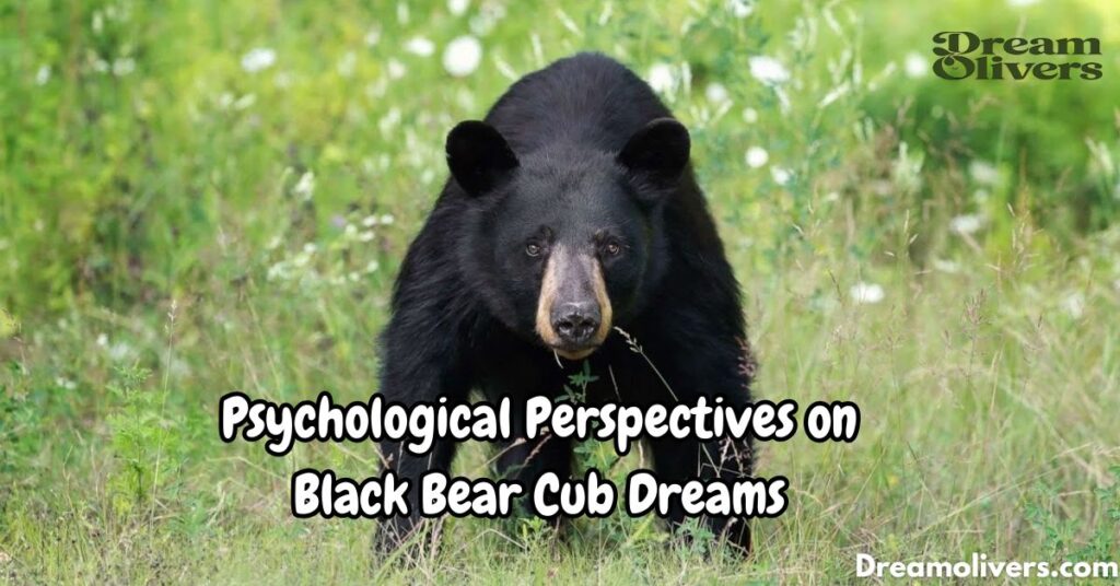 dream of black bear