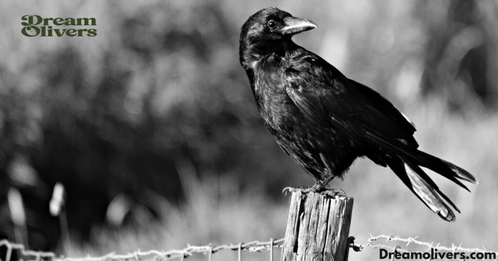 3 crows spiritual meaning