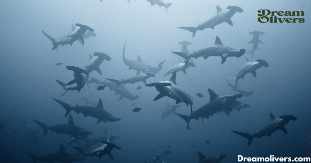 Dream Swimming with Sharks