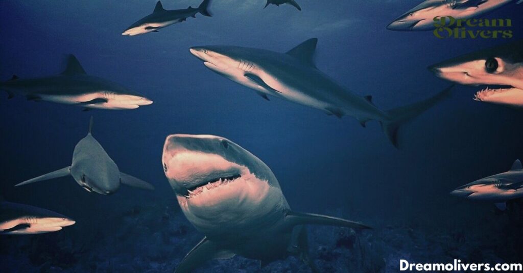 Dream Swimming with Sharks