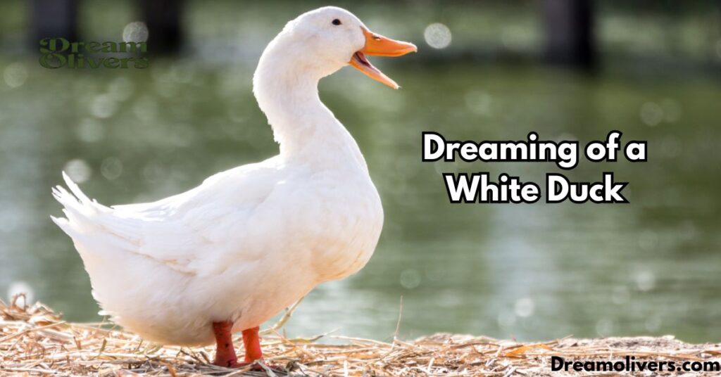 Dreaming of a White Duck