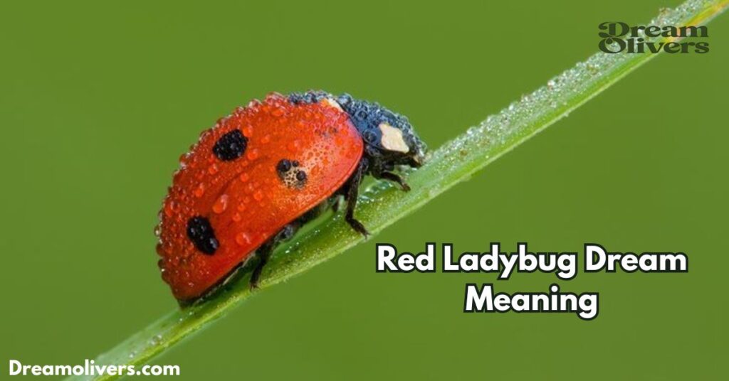 Red Ladybug Dream Meaning