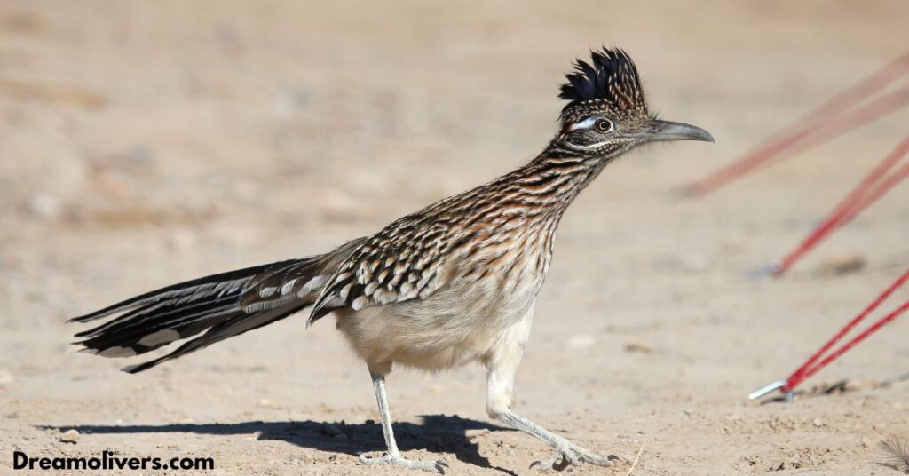 Roadrunner