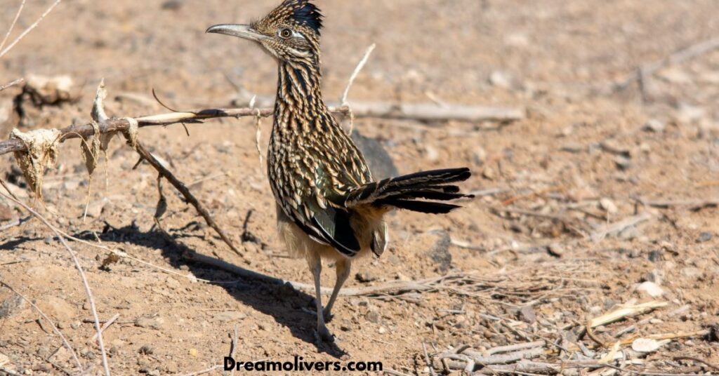 Roadrunner Dreams