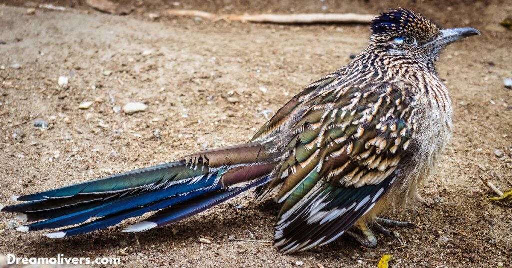 Roadrunner Spiritual Meaning