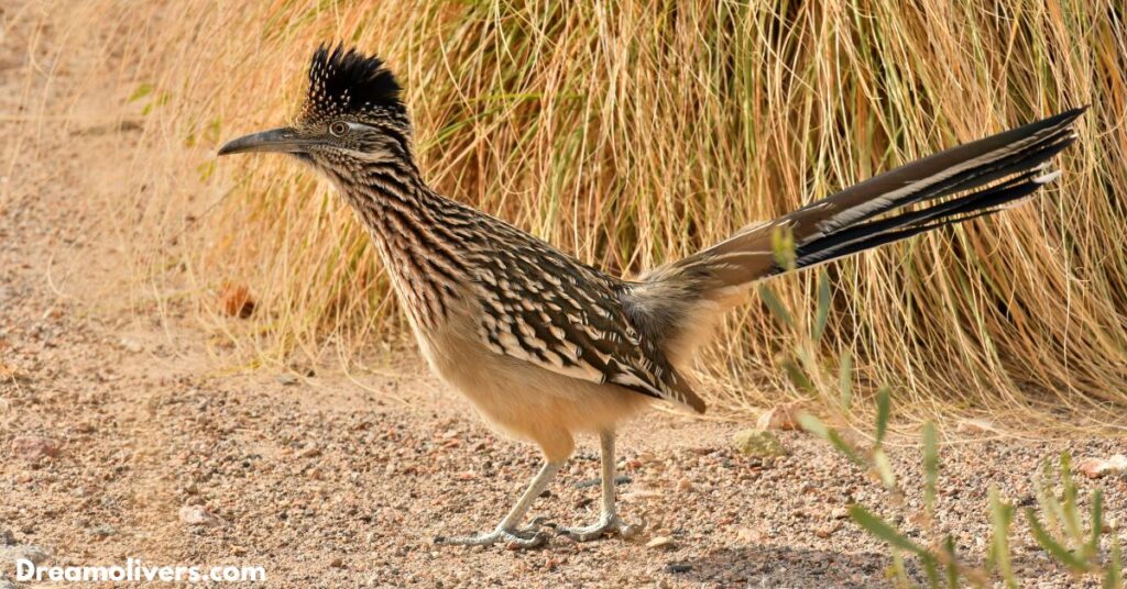 Roadrunner Symbolism