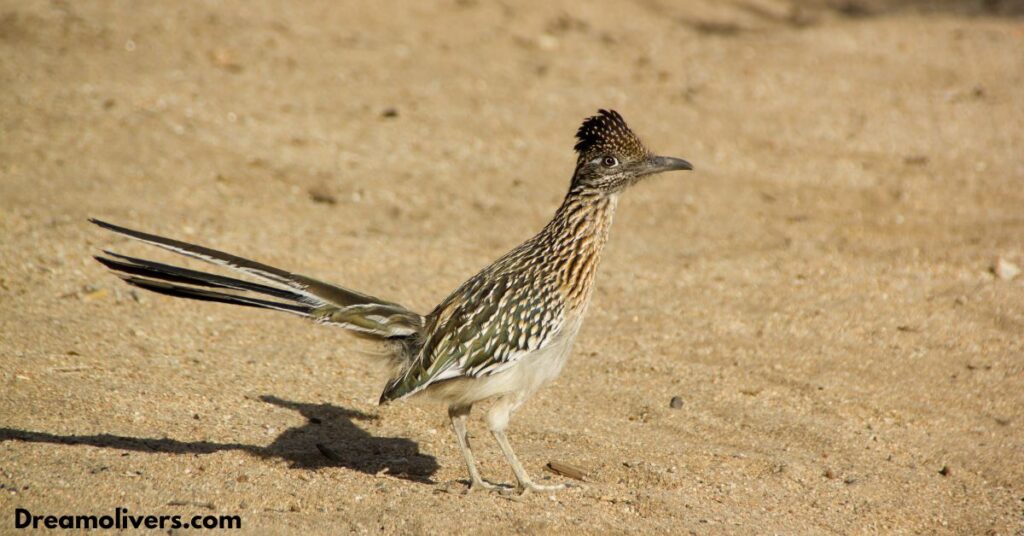 Roadrunner Symbolism in Native American Traditions