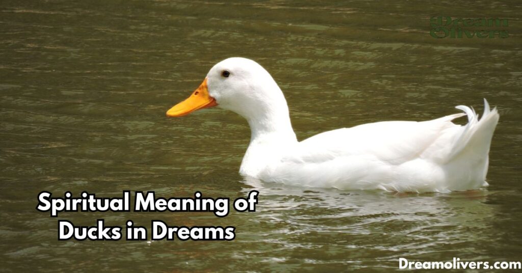  Spiritual Meaning of Ducks in Dreams