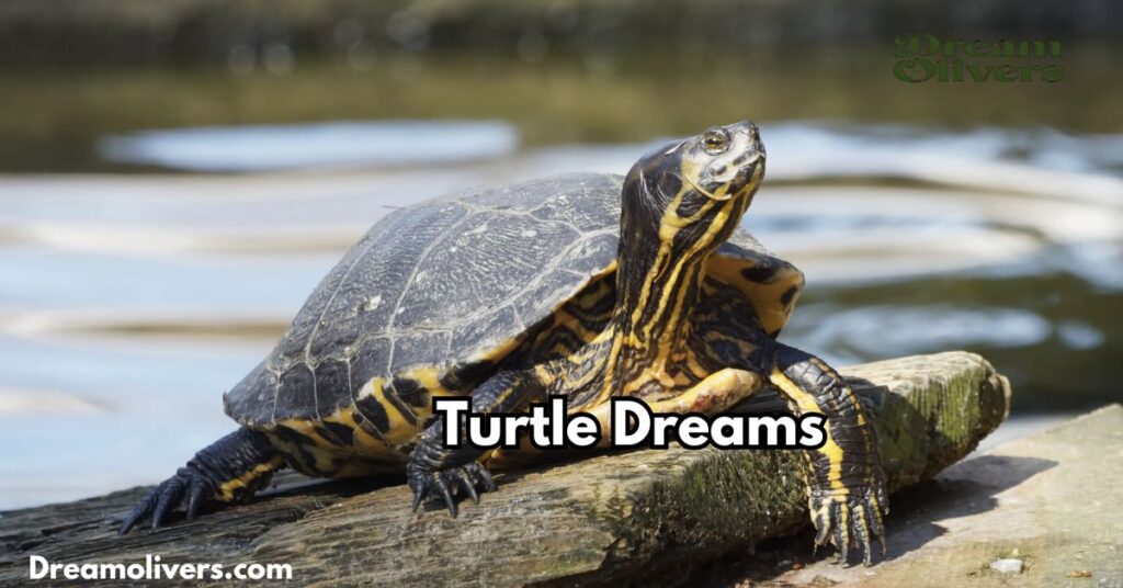 Turtle Dreams