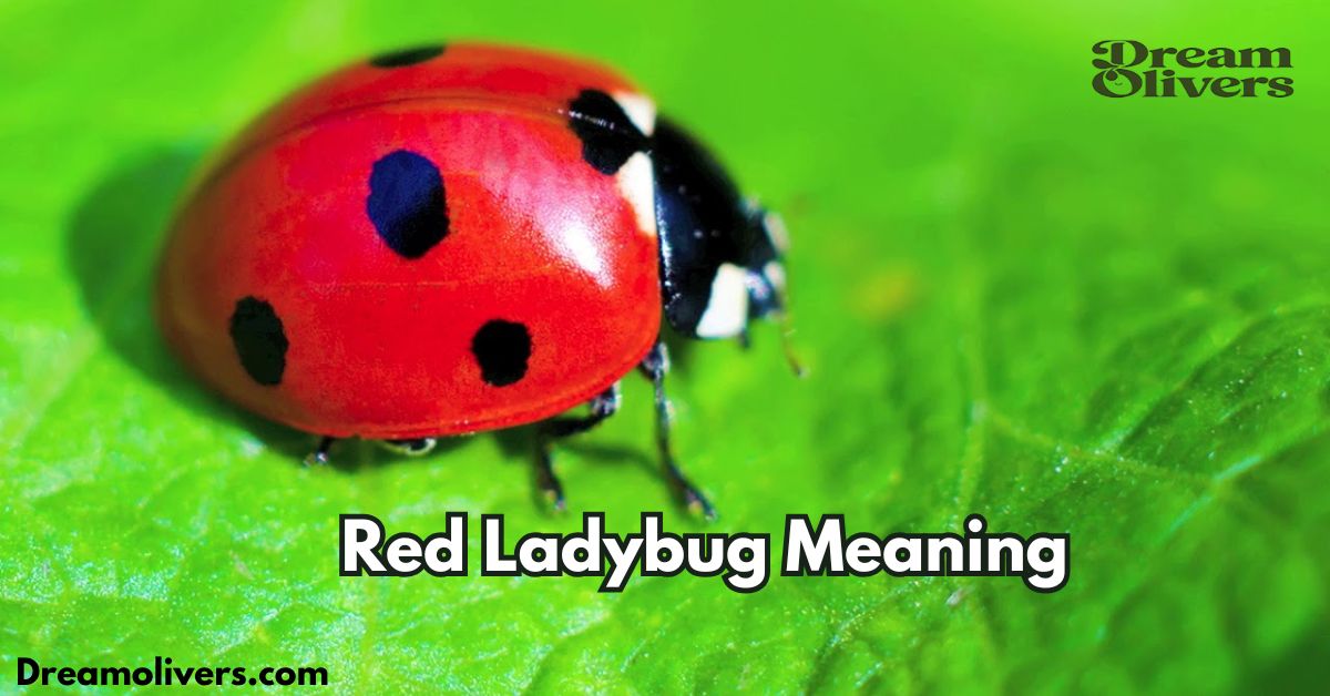 red ladybug meaning