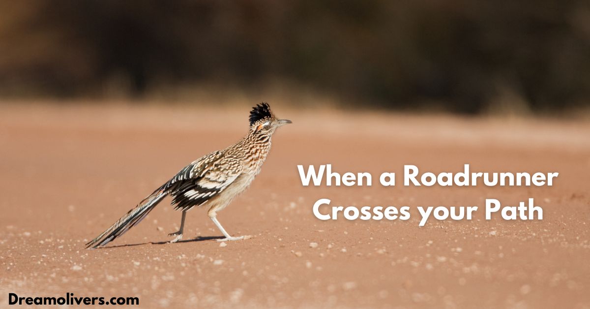 when a roadrunner crosses your path