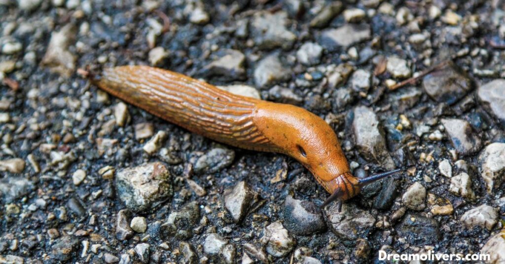 Slug Dream Interpretation