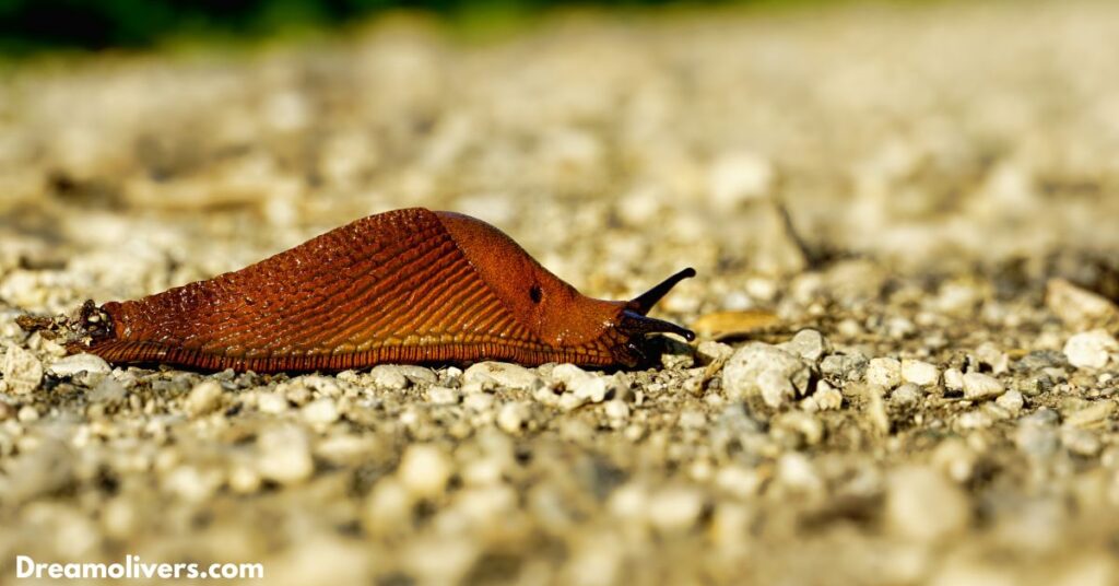 Slug Totem, Spirit, and Power Animal