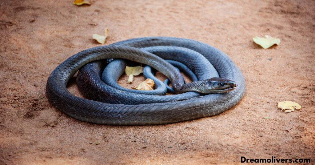 Snakes as Healers and Catalysts for Healing