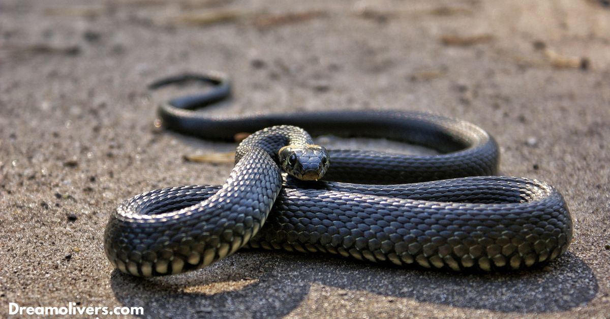 Spiritual Meaning Of Seeing A Snake In Your Path