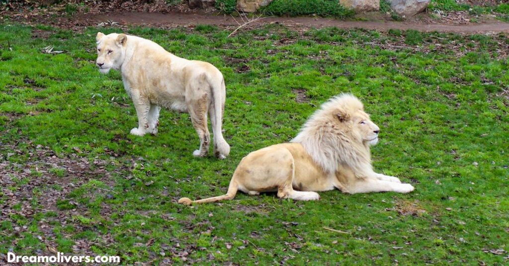 The White Lion Symbolic Traits