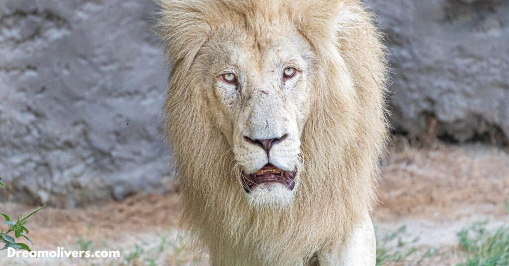 White Lion in Different Cultures