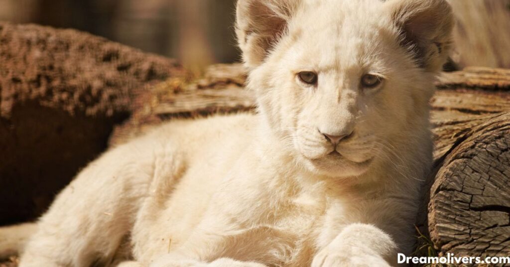 White Lion in Dreams Meaning and Interpretation