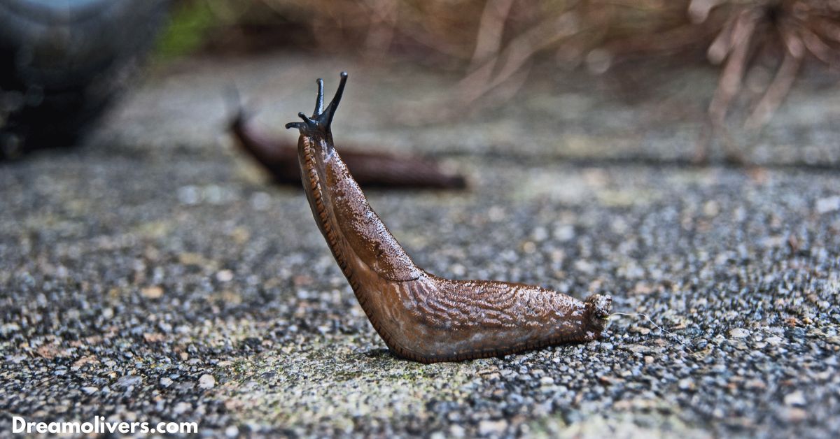 Why a Slug in Your Home is a Spiritual Sign