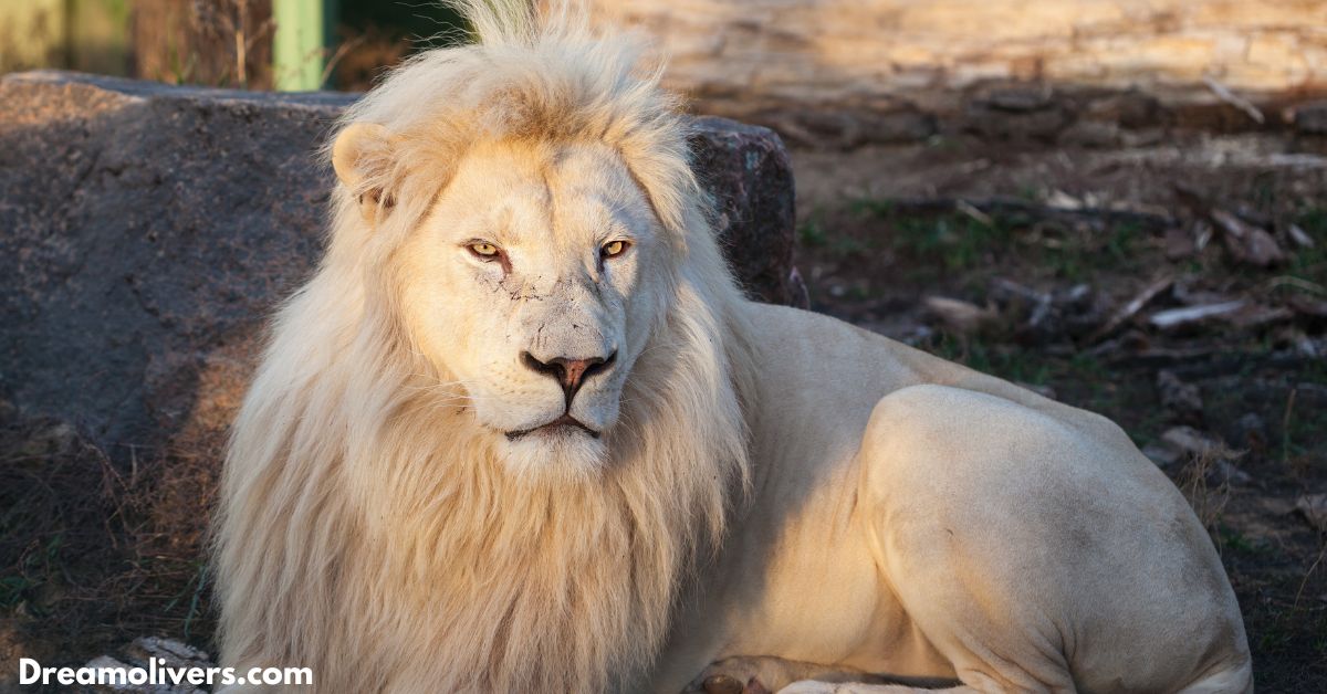 white lion meaning